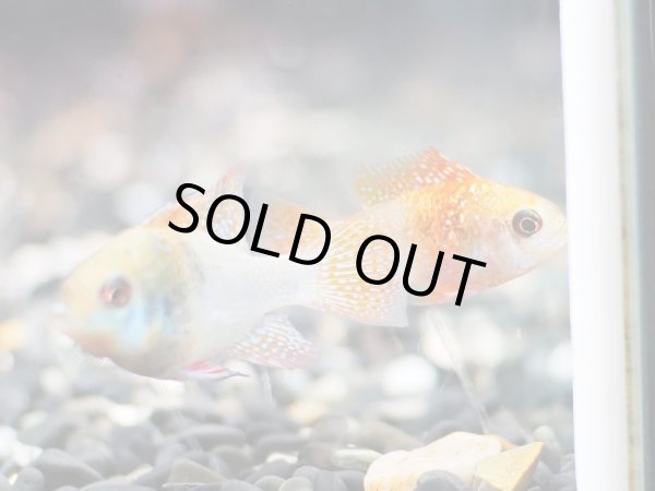 画像2: アレックスラミレジィ 1ペア 上物 (2)