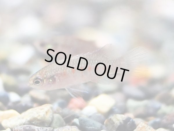 画像2: スカーレットジェム 1ペア (2)