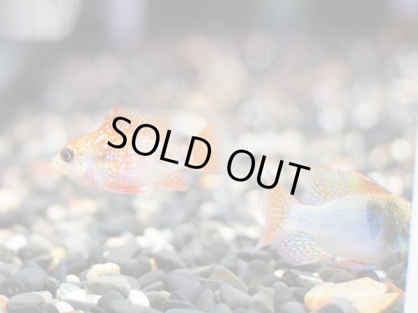 画像3: アレックスラミレジィ 1ペア 上物 (3)