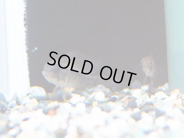 画像2: アピストグラマ モアエ 1ペア WILDリオモア (2)