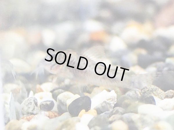 画像2: コリドラス エリザエ ブリード (2)