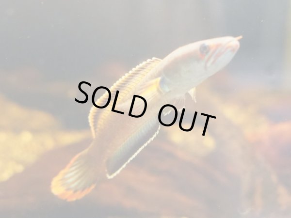 画像3: アイズファイヤー スネークヘッド(12cm±)上物 WILD (3)