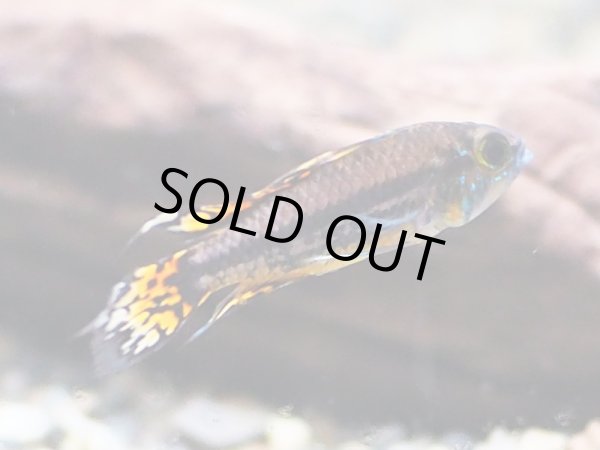 画像2: アピストグラマ カカトイデス(ダブルレッド) 1ペア EUブリード (2)