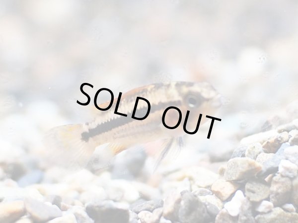 画像3: アピストグラマ カカトイデス(ダブルレッド) 1ペア EUブリード (3)