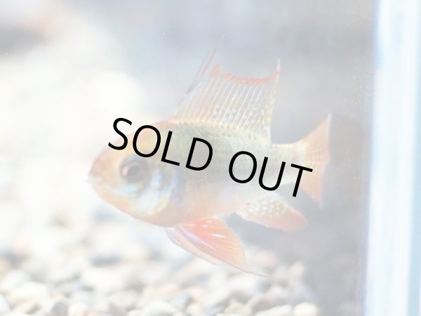 画像2: レインボードイツ ラミレジィ オスのみ (2)