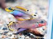 画像1: ペルヴィカクロミス タエニアータス(ナイジェリアレッド)1ペア WILD (1)