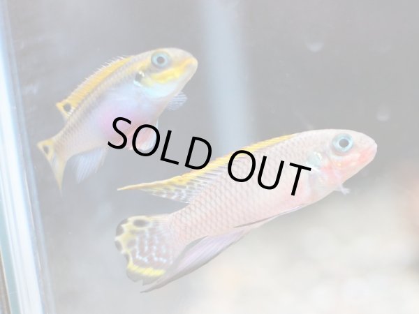 画像2: ペルヴィカクロミス タエニアータス(ナイジェリアレッド)1ペア WILD (2)