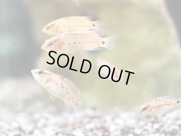 画像2: バジス ブロシルス WILD (2)