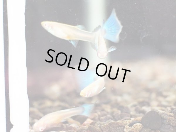 画像2: 国産グッピー RREA アクアマリンネオンテール トパーズ 1ペア (2)