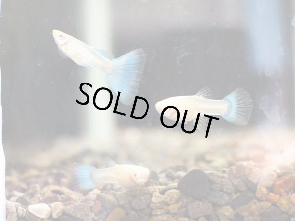 画像3: 国産グッピー RREA アクアマリンネオンテール トパーズ 1ペア (3)