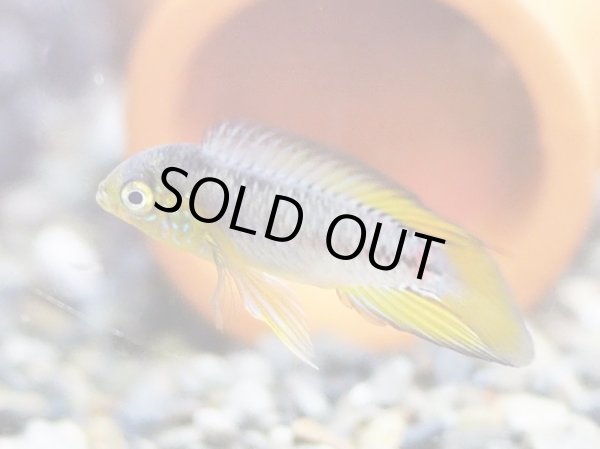 画像2: アピストグラマ ボレリー イエロー 1ペア EUブリード (2)