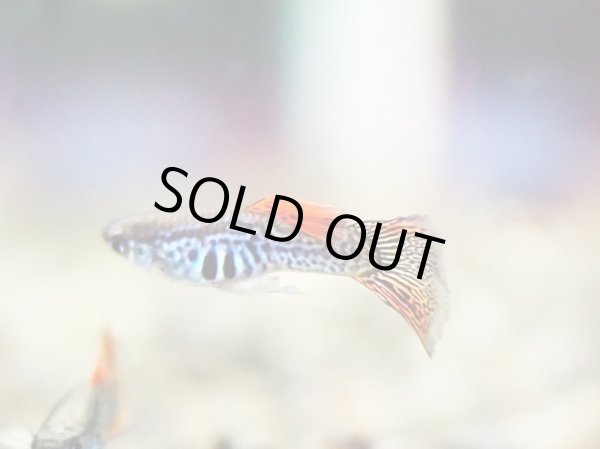 画像2: 国産グッピー オレンジレースコブラ 1ペア (2)