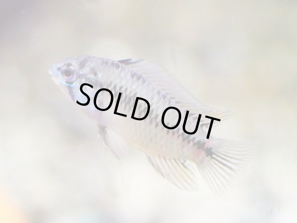 画像3: アピストグラマ ボレリー イエロー 1ペア EUブリード (3)