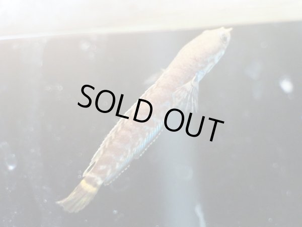 画像2: レインボースネークヘッド(5cm±)ブリード (2)