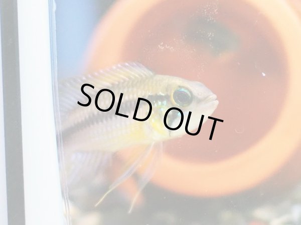 画像3: アピストグラマ アガシジィ 1ペア WILDリオタパウア (3)