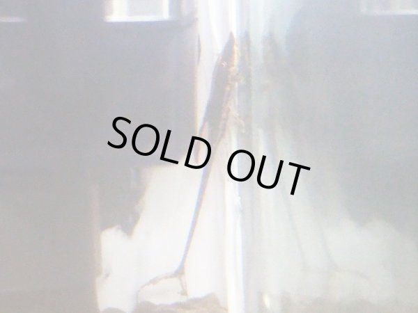 画像2: ロイヤルファロウェラ(7cm±)ブリード (2)