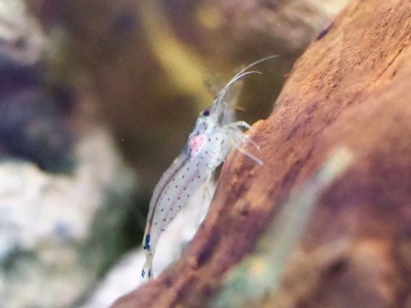 画像2: ヤマトヌマエビ 10匹 (2)