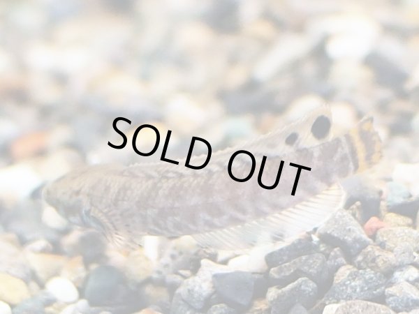 画像2: レインボースネークヘッド(5cm±)ブリード (2)