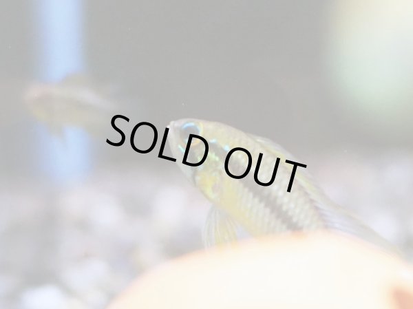 画像2: アピストグラマ アガシジィ 1ペア WILDリオタパウア (2)