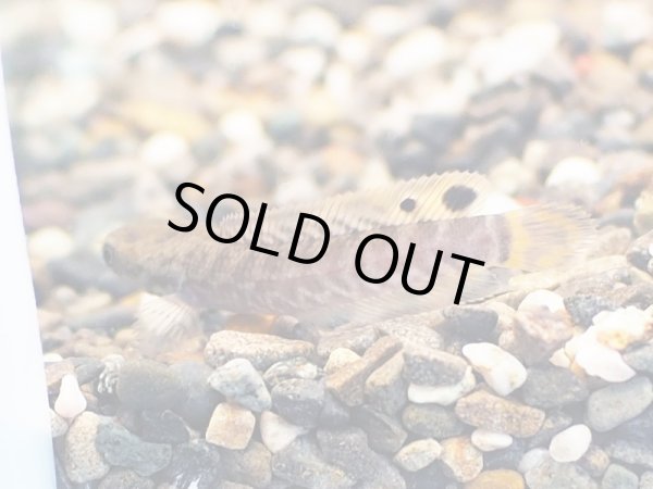 画像3: レインボースネークヘッド(5cm±)ブリード (3)