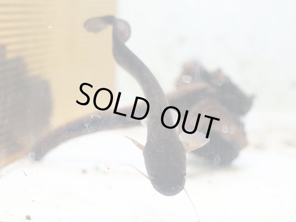 画像2: マナマズ(18cm±)WILD (2)