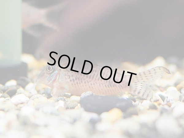 画像2: コリドラス アクトゥス (2)