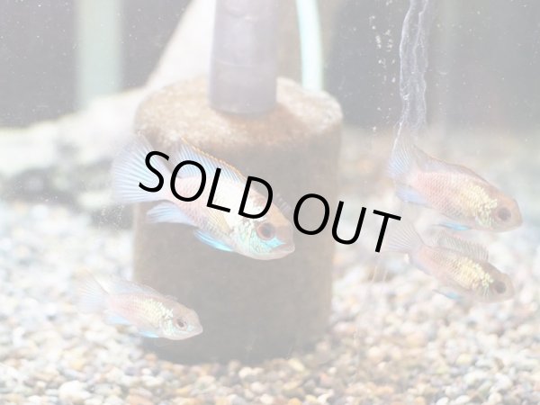 画像2: コバルトブルーアカラ(4cm±) (2)