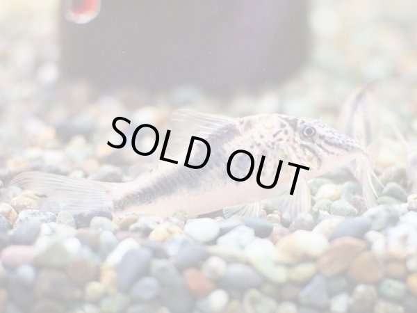 画像2: コリドラス フォーレリー WILD (2)