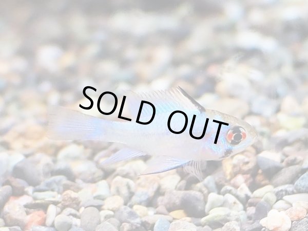 画像2: ブルーダイヤモンド ラミレジィ 1ペア (2)