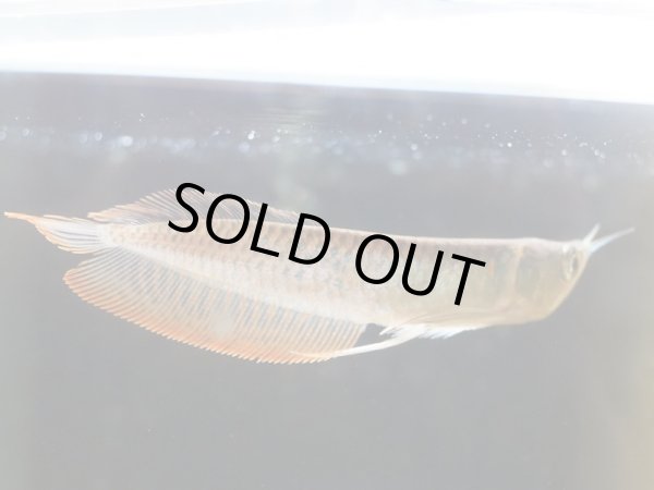 画像3: シルバーアロワナ(12cm±) (3)