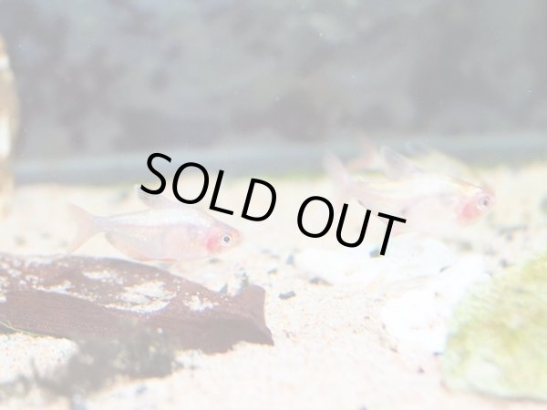 画像2: プラチナジュエルテトラ (2)