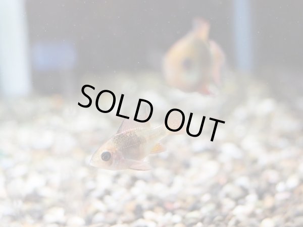 画像2: レインボードイツ ラミレジィ 1ペア (2)