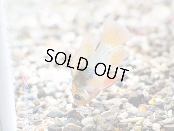 画像3: レインボードイツ ラミレジィ 1ペア (3)