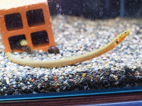 画像2: アミメウナギ (2)