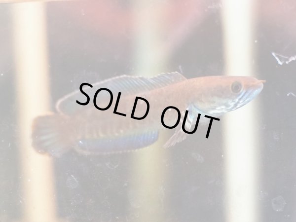 画像2: ブルーレインボー スネークヘッド(6cm±)WILD 上物 (2)