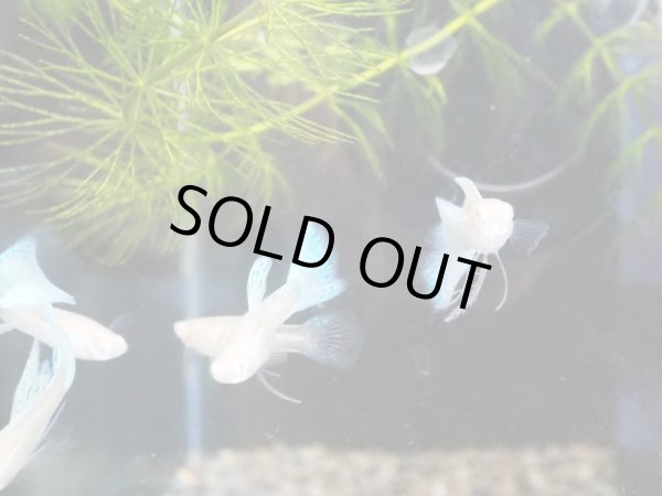 画像3: 国産グッピー RREA ブルーグラス リボン トリオ (3)