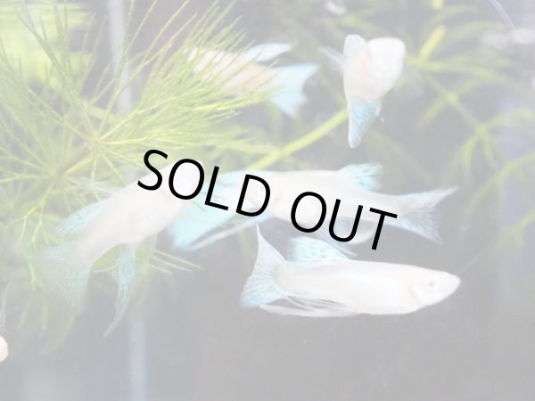 画像2: 国産グッピー RREA ブルーグラス リボン トリオ (2)