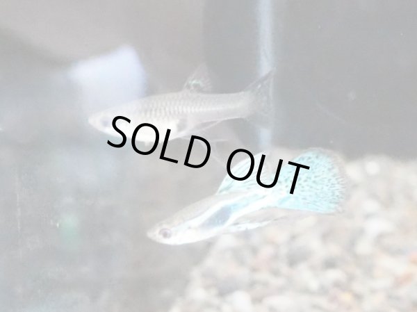 画像2: 国産グッピー ブルーグラス リボン トリオ (2)