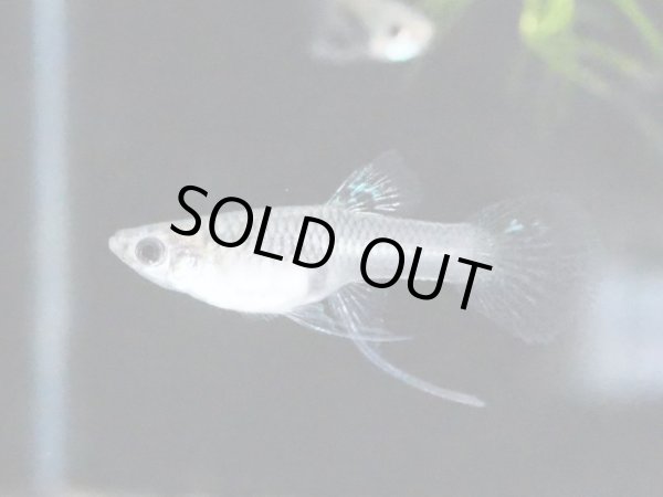 画像3: 国産グッピー ブルーグラス リボン トリオ (3)