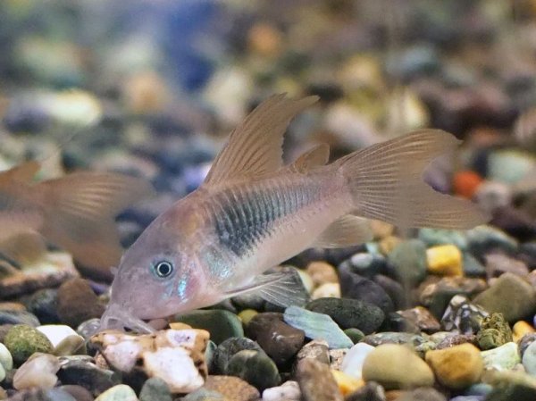 画像4: コリドラス アエネウス ロングフィン (4)