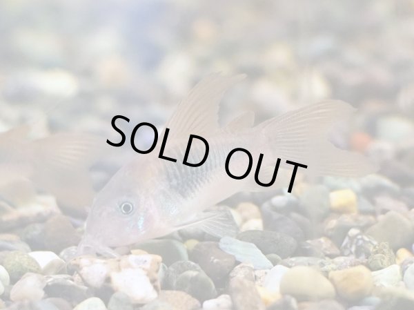 画像4: コリドラス アエネウス ロングフィン (4)