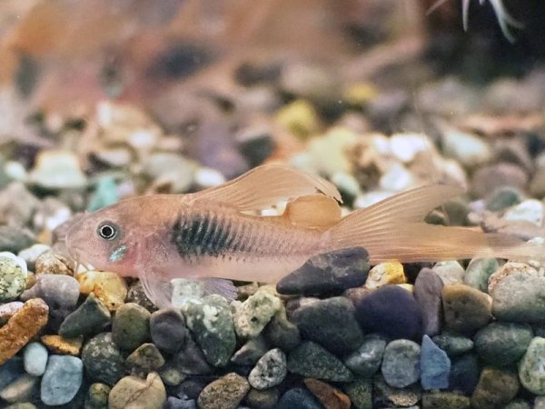画像2: コリドラス アエネウス ロングフィン (2)