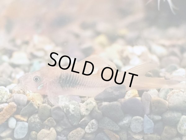 画像2: コリドラス アエネウス ロングフィン (2)