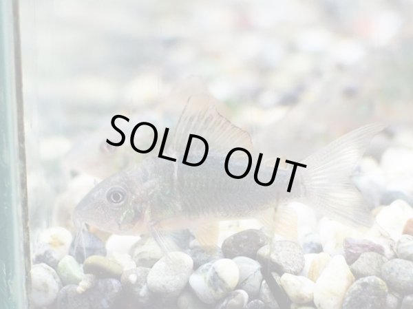 画像2: ブロキス スプレンデンス(4cm±)ブリード (2)