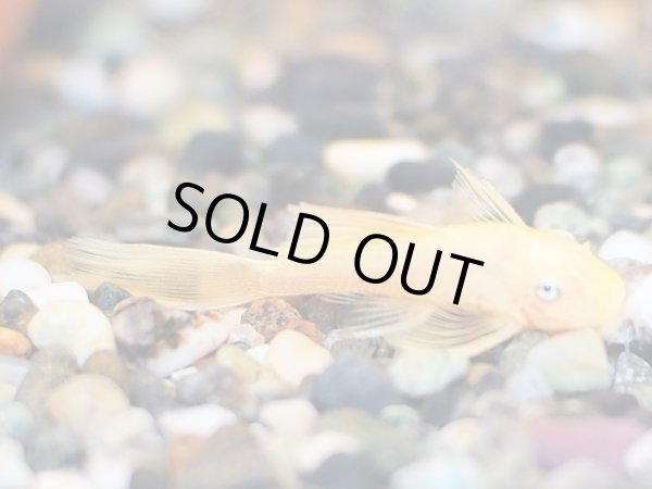 画像2: ブルーアイゴールデンブッシープレコ(ロングフィン) (2)