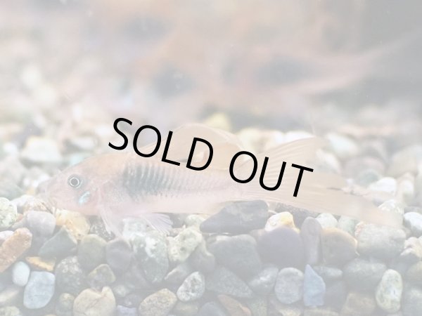 画像1: コリドラス アエネウス ロングフィン (1)