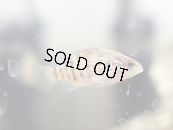 画像3: オヤニラミ(4cm±) (3)