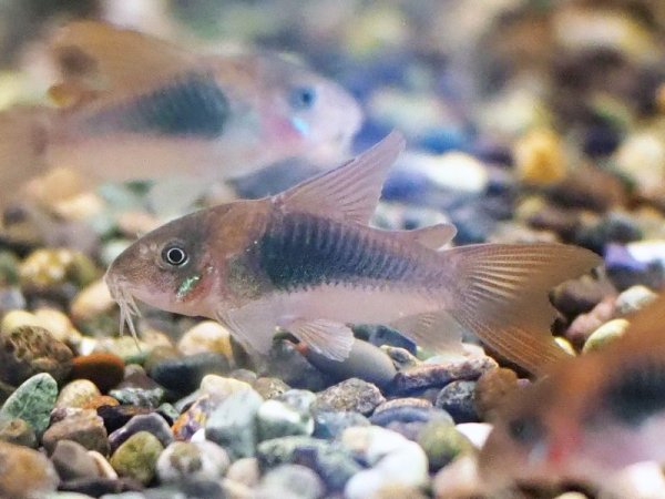 画像3: コリドラス アエネウス ロングフィン (3)