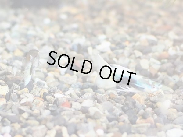 画像2: 国産グッピー ドイツイエロータキシード リボン トリオ (2)