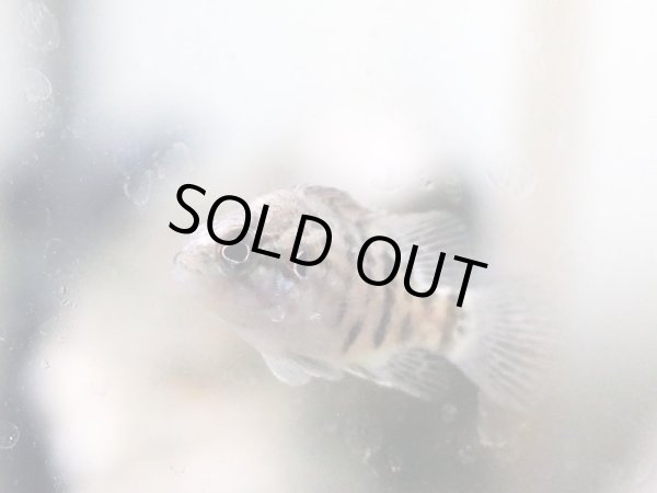 画像2: オヤニラミ(4cm±) (2)